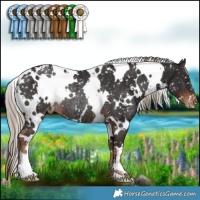 Horse Color:White Spotted Liver Chestnut Appaloosa Rabicano