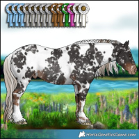 Horse Color:White Spotted Liver Chestnut Appaloosa Rabicano