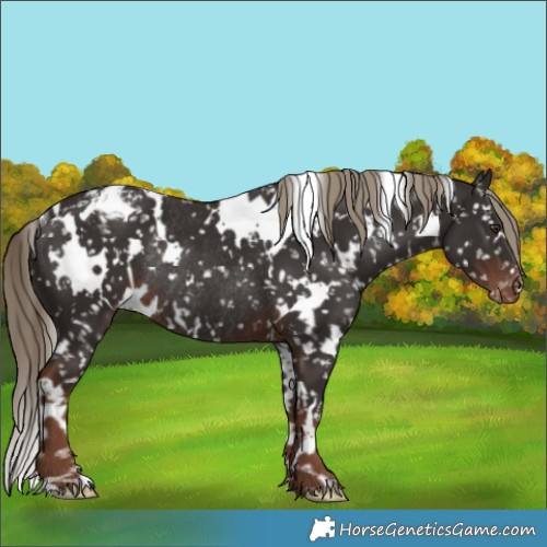 Horse Color:White Spotted Liver Chestnut Appaloosa Rabicano