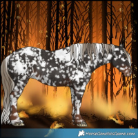 Horse Color:White Spotted Liver Chestnut Snowflake VarnishRabicano 