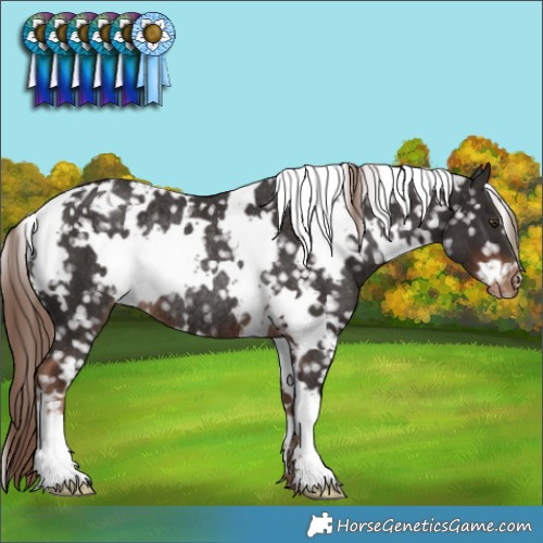 Horse Color:White Spotted Liver Chestnut Appaloosa Rabicano 