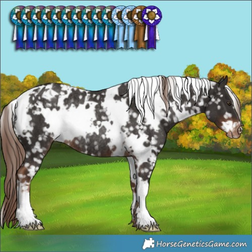 Horse Color:White Spotted Liver Chestnut Snowflake Varnish Rabicano 