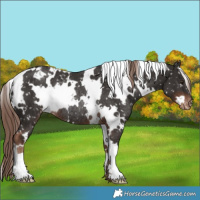 Horse Color:White Spotted Liver Chestnut Appaloosa Rabicano