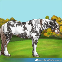 Horse Color:White Spotted Liver Chestnut Appaloosa Rabicano 