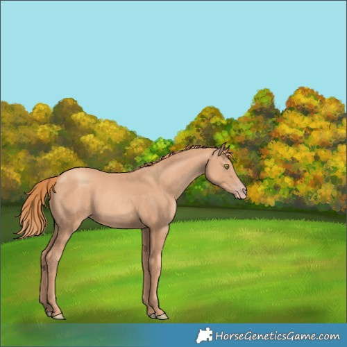 Horse Color:Gold Champagne 
