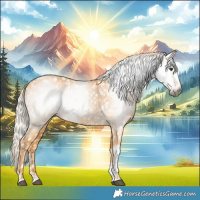 Horse Color:Gray Palomino Tobiano Appaloosa 