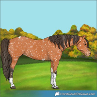 Horse Color:Bay Tobiano Snowflake Varnish