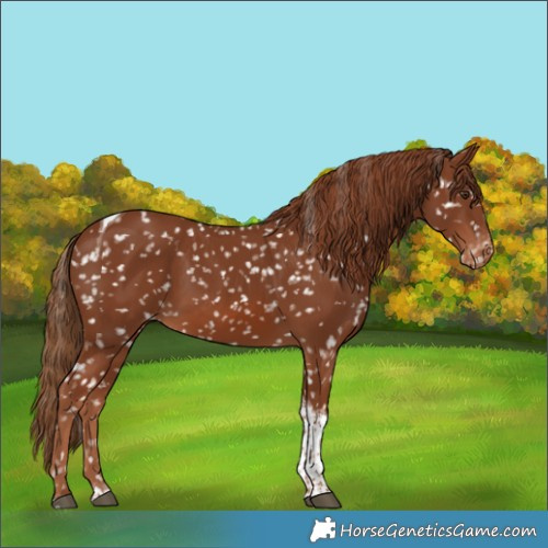 Horse Color:Chestnut Tobiano Appaloosa