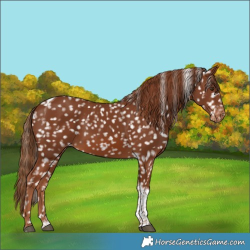 Horse Color:Chestnut Tobiano Appaloosa 