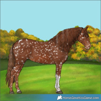 Horse Color:Chestnut Tobiano Appaloosa 