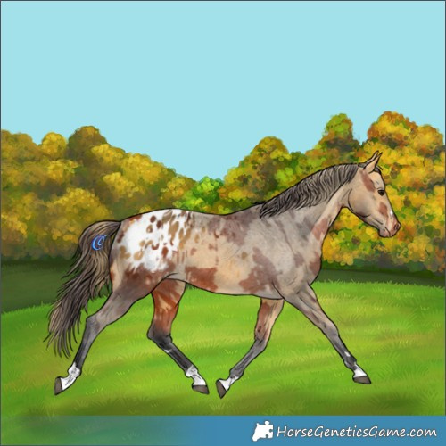 Horse Color:Bay Appaloosa and Buckskin Appaloosa