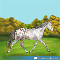 Horse Color:Bay Appaloosa  and Buckskin Appaloosa 