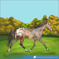 Horse Color:Bay Appaloosa  and Buckskin Appaloosa 
