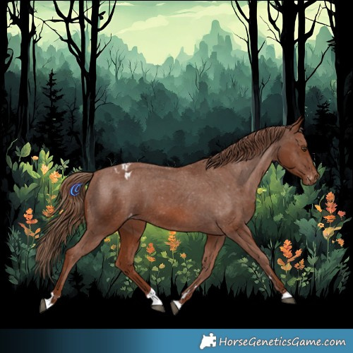 Horse Color:Chestnut Appaloosa 