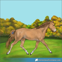 Horse Color:Chestnut Rabicano 