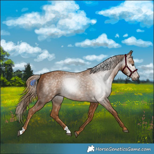 Horse Color:Gray Chestnut