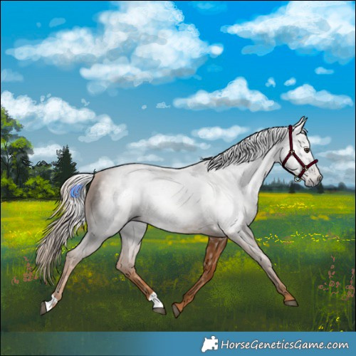 Horse Color:Gray Chestnut 