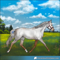 Horse Color:Gray Chestnut 