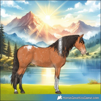 Horse Color:Bay Tobiano Appaloosa