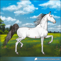 Horse Color:Bay Tobiano Fewspot 