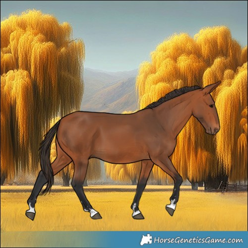 Horse Color:Bay 