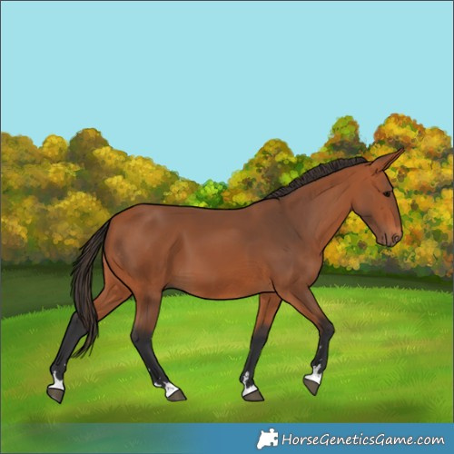 Horse Color:Bay 