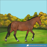 Horse Color:Bay 
