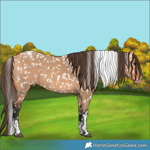 Horse Color:Bay Dun Tobiano Appaloosa 
