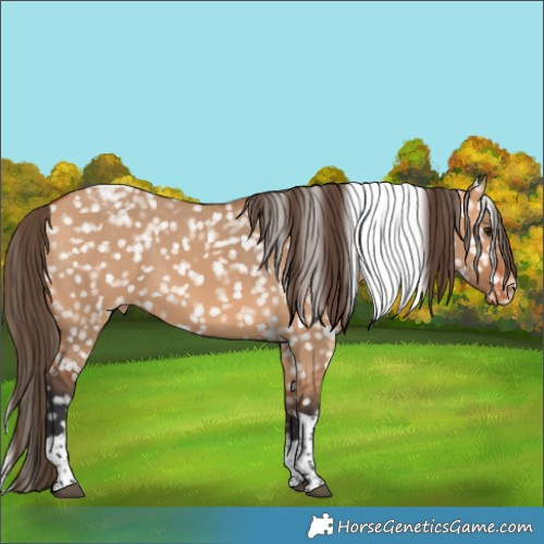 Horse Color:Bay Dun Tobiano Appaloosa 