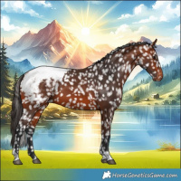 Horse Color:Bay Tobiano Snowcap