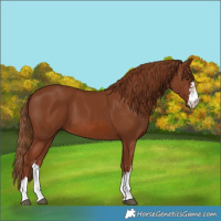 Horse Color:Chestnut 