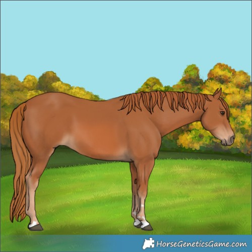 Horse Color:Chestnut 