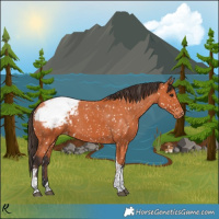 Horse Color:Bay Tobiano Appaloosa 