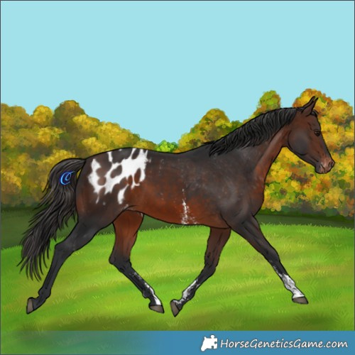 Horse Color:Brown Sabino Appaloosa Rabicano