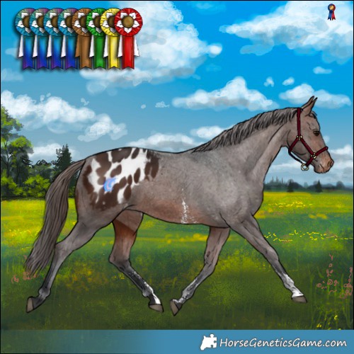 Horse Color:Brown Sabino Blanket Rabicano 