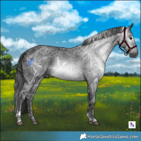 Horse Color:Gray Black Ice Tobiano 