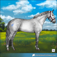 Horse Color:Gray Black Ice Tobiano 
