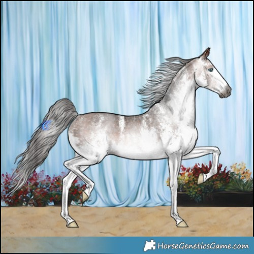 Horse Color:Gray White Spotted Bay Splash Rabicano 