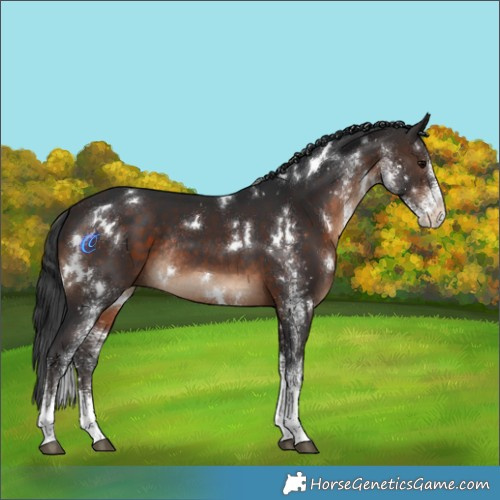 Horse Color:White Spotted Brown Rabicano 