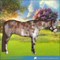 Horse Color:White Spotted Liver Chestnut 