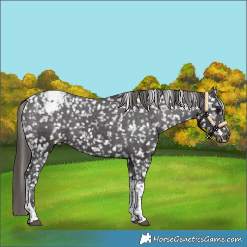 Horse Color:Smoky Black Tobiano Appaloosa 