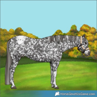 Horse Color:Smoky Black Tobiano Snowflake Varnish