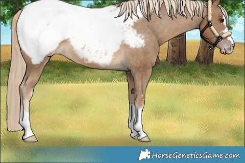 Horse Color:Chocolate Palomino Appaloosa 