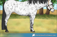 Horse Color:Blue Roan Near Leopard 