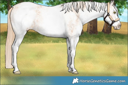 Horse Color:White Spotted Gold Champagne Appaloosa 