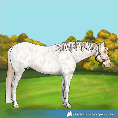Horse Color:Amber Cream Champagne Roan Tobiano Near Leopard