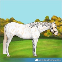 Horse Color:Amber Cream Champagne Roan Tobiano Near Leopard
