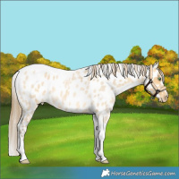 Horse Color:Amber Cream Champagne Roan Tobiano Near Leopard