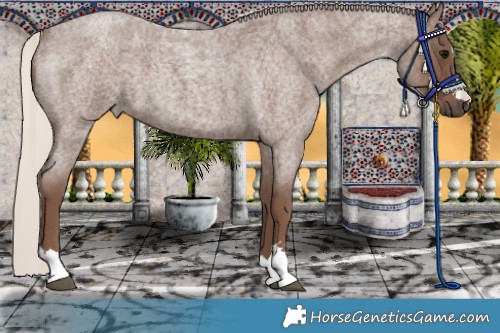 Horse Color:Silver Blue Roan