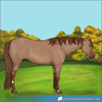 Horse Color:Red Dun